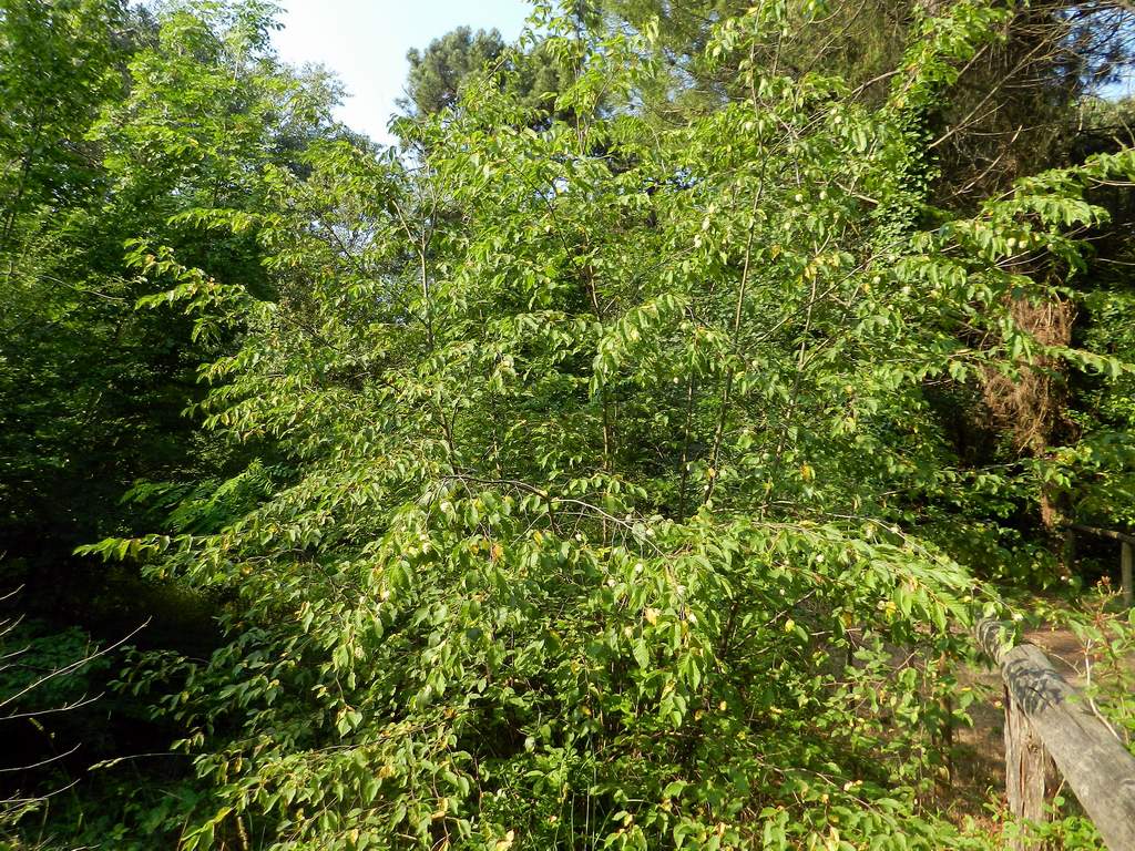 Ostrya carpinifolia / Carpino nero